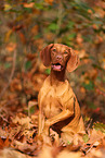 Magyar Vizsla