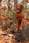 Magyar Vizsla