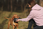 Magyar Vizsla