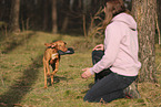 Magyar Vizsla