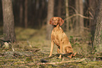 Magyar Vizsla