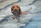 Magyar Vizsla