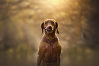 Magyar Vizsla