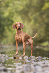 Magyar Vizsla