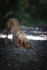 Magyar Vizsla