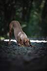 Magyar Vizsla