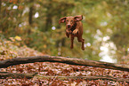 Magyar Vizsla im Herbst