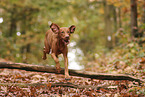 Magyar Vizsla im Herbst