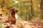 Magyar Vizsla im Herbst