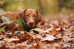 Magyar Vizsla im Herbst