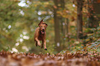 Magyar Vizsla im Herbst