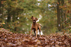Magyar Vizsla im Herbst
