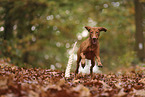 Magyar Vizsla im Herbst