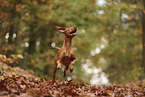 Magyar Vizsla im Herbst