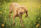 drahthaariger Magyar Vizsla