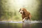 Magyar Vizsla