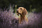 Magyar Vizsla