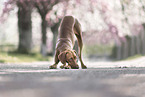 Magyar Vizsla