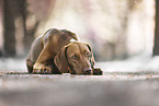 Magyar Vizsla
