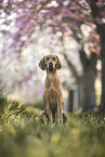 Magyar Vizsla