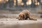 Magyar Vizsla
