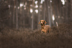 Magyar Vizsla