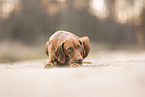 Magyar Vizsla