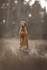 Magyar Vizsla