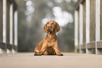 Magyar Vizsla