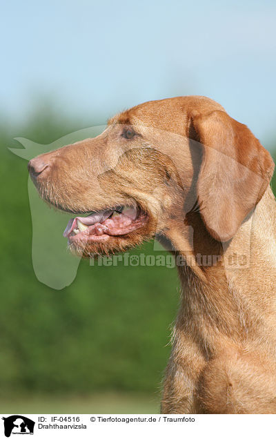 Drahthaarvizsla / IF-04516