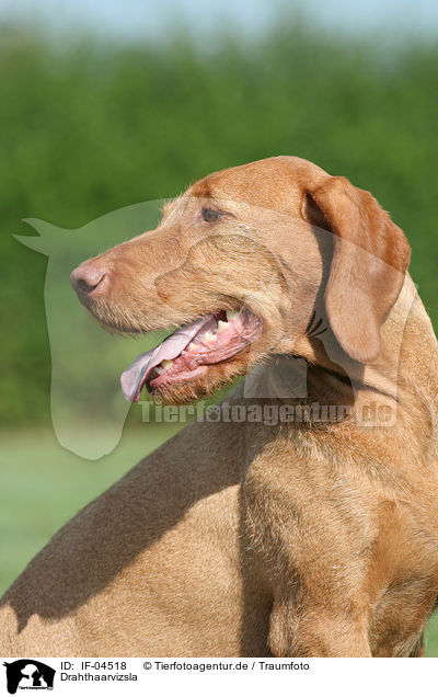 Drahthaarvizsla / IF-04518