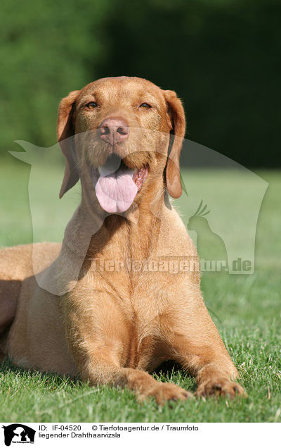 liegender Drahthaarvizsla / IF-04520