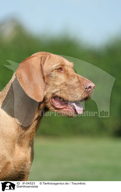 Drahthaarvizsla / wirehaired Magyar Vizsla / IF-04523