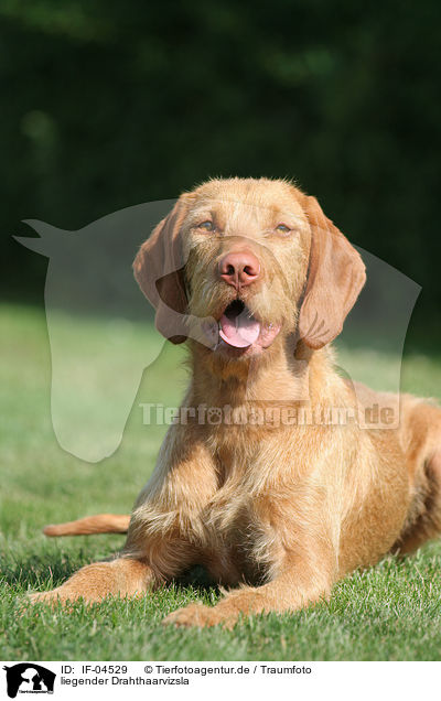 liegender Drahthaarvizsla / wirehaired Magyar Vizsla / IF-04529
