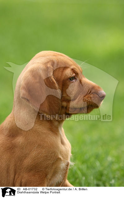 Drahthaarvizsla Welpe Portrait / wirehaired Magyar Vizsla puppy portrait / AB-01732