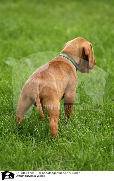 Drahthaarvizsla Welpe / AB-01735
