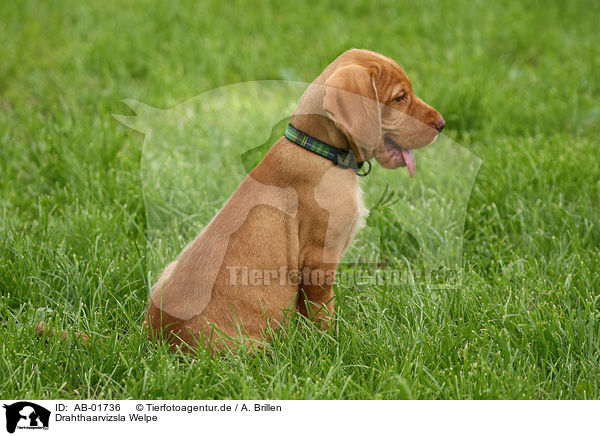 Drahthaarvizsla Welpe / wirehaired Magyar Vizsla puppy / AB-01736