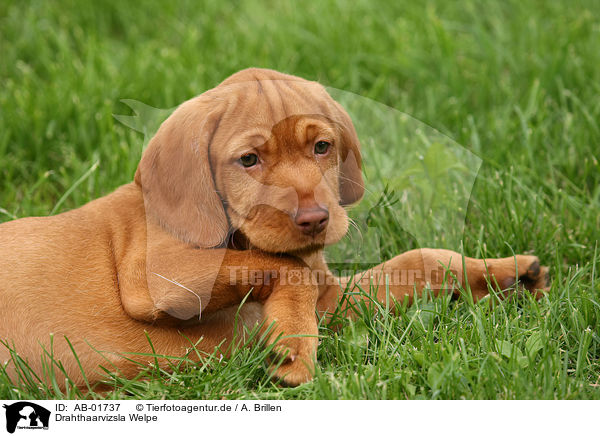 Drahthaarvizsla Welpe / wirehaired Magyar Vizsla puppy / AB-01737