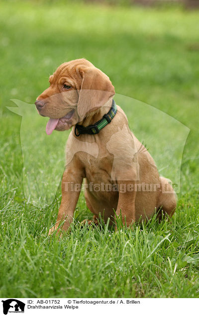 Drahthaarvizsla Welpe / AB-01752
