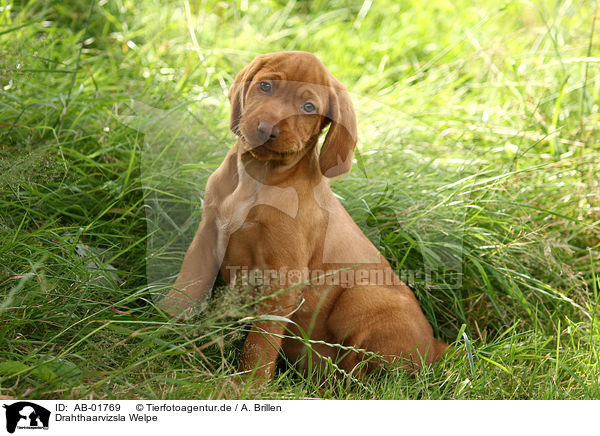 Drahthaarvizsla Welpe / AB-01769