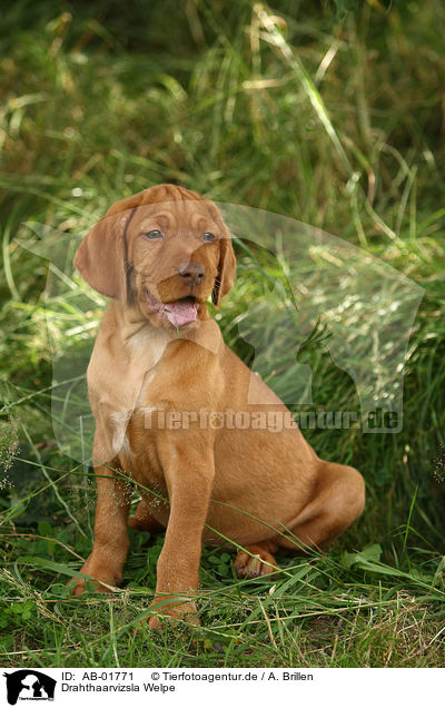 Drahthaarvizsla Welpe / AB-01771
