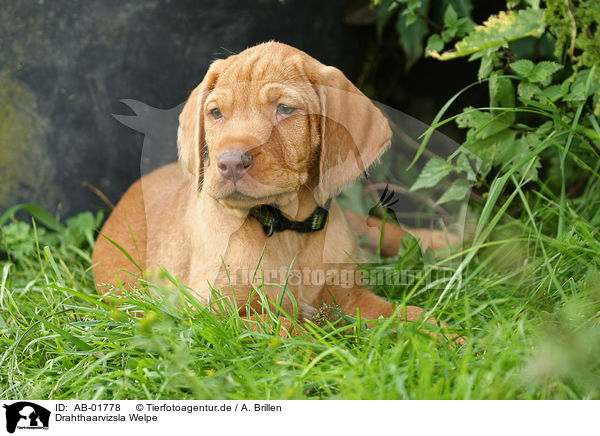 Drahthaarvizsla Welpe / AB-01778