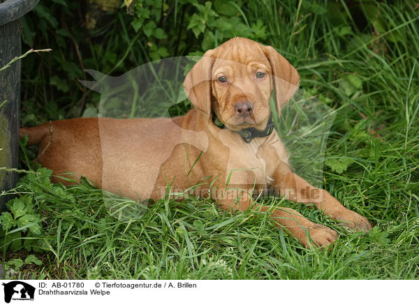 Drahthaarvizsla Welpe / AB-01780
