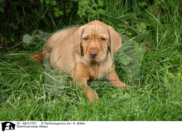 Drahthaarvizsla Welpe / AB-01781