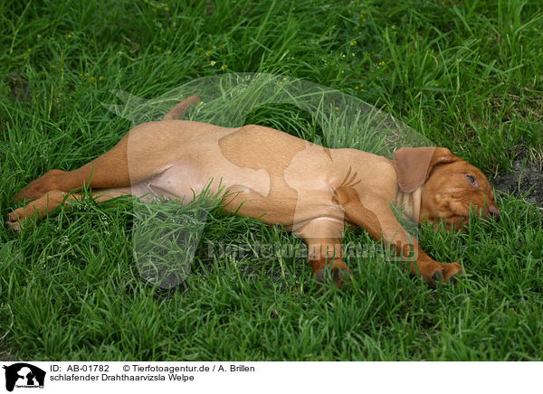 schlafender Drahthaarvizsla Welpe / sleeping wirehaired Magyar Vizsla puppy / AB-01782