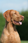 Drahthaarvizsla