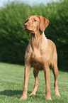 Drahthaarvizsla auf Wiese