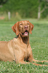 liegender Drahthaarvizsla