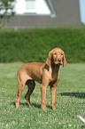 Drahthaarvizsla auf Wiese