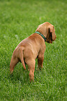 Drahthaarvizsla Welpe